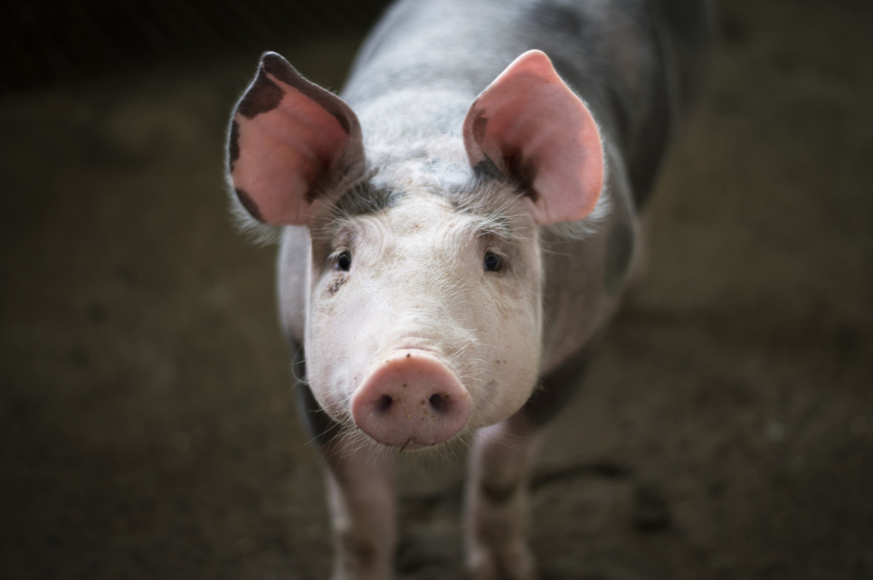 Держпродспоживслужба виявила велике вогнище АЧС, знищать понад 20 тис. свиней. Фото:Pixabay 