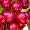 Цены на черешню в Украине падают, но она втрое дороже прошлогодней