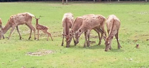 Фото: Facebook Сокирянське Лісове Господарство