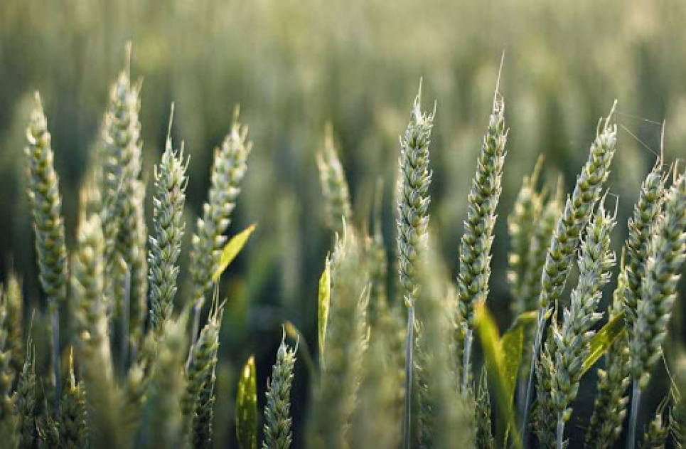 Україна втратила 50% врожаю озимих зернових культур