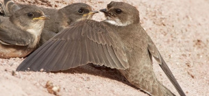 фото з сайту Птахи України bird-ukraine.pp.ua/