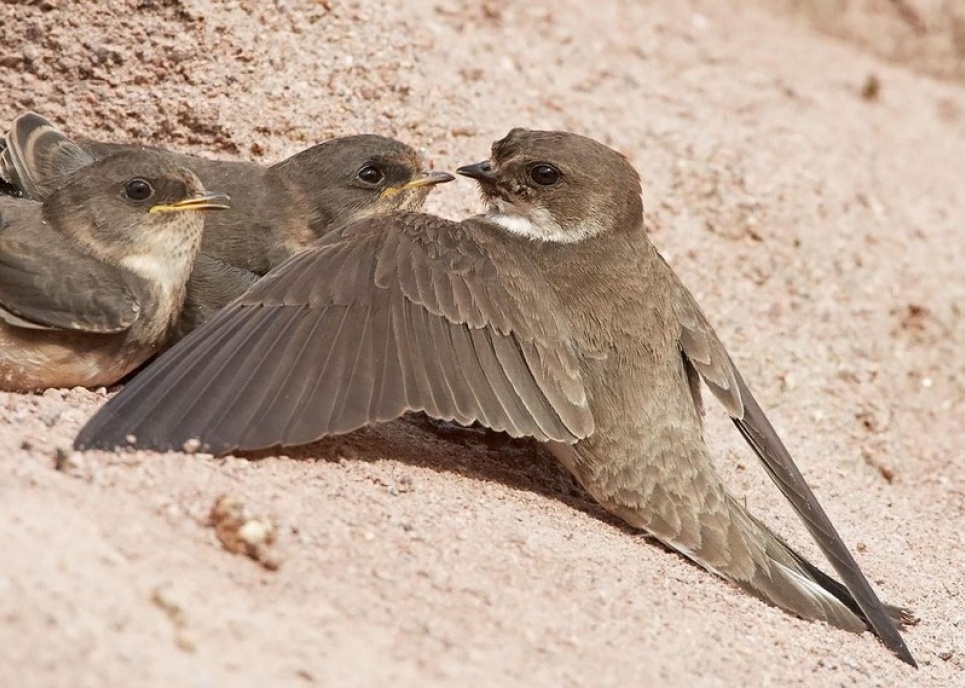 фото з сайту Птахи України bird-ukraine.pp.ua/