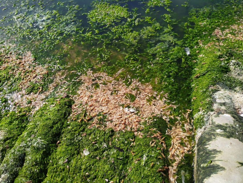 Вчені пояснили, чому виздихали креветки на Одещині Мертві креветки. Фото зі сторінки Одеського рибоохоронного патруля