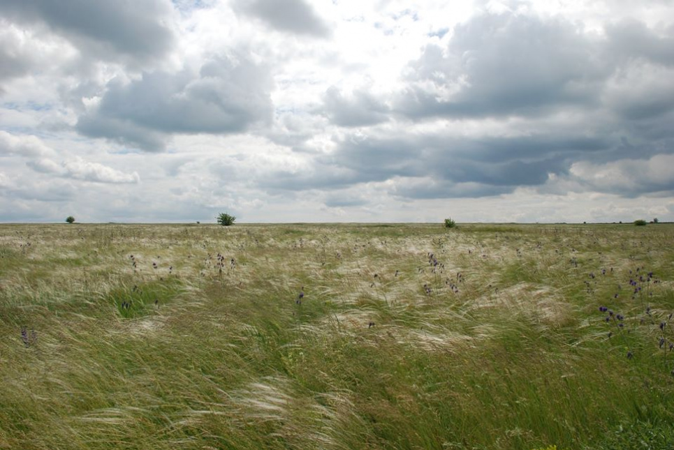 Ковила Лессінга залишається в Червоній книзі, 25 рослин - виключають Ковиловий степ у Луганському природному заповіднику. Фото з сайту заповідника.