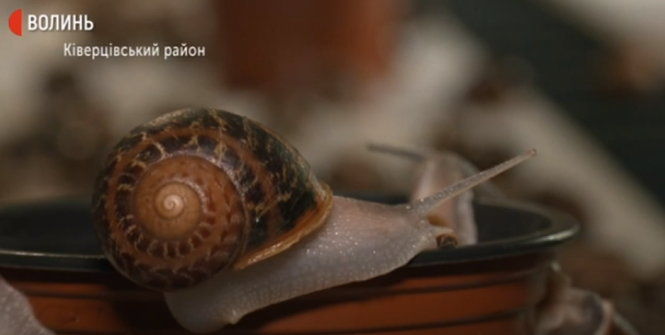 На Волині жінка відкрила равликову ферму (відео)