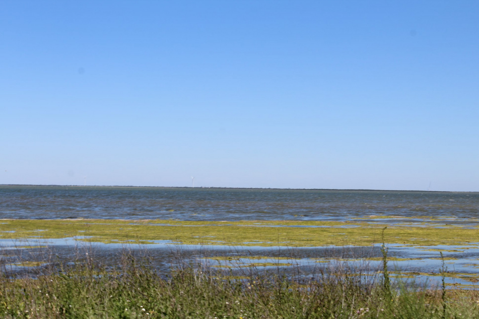 Молочний лиман оживає і оживляє Азовське море Фото Руслана Гаврилюка