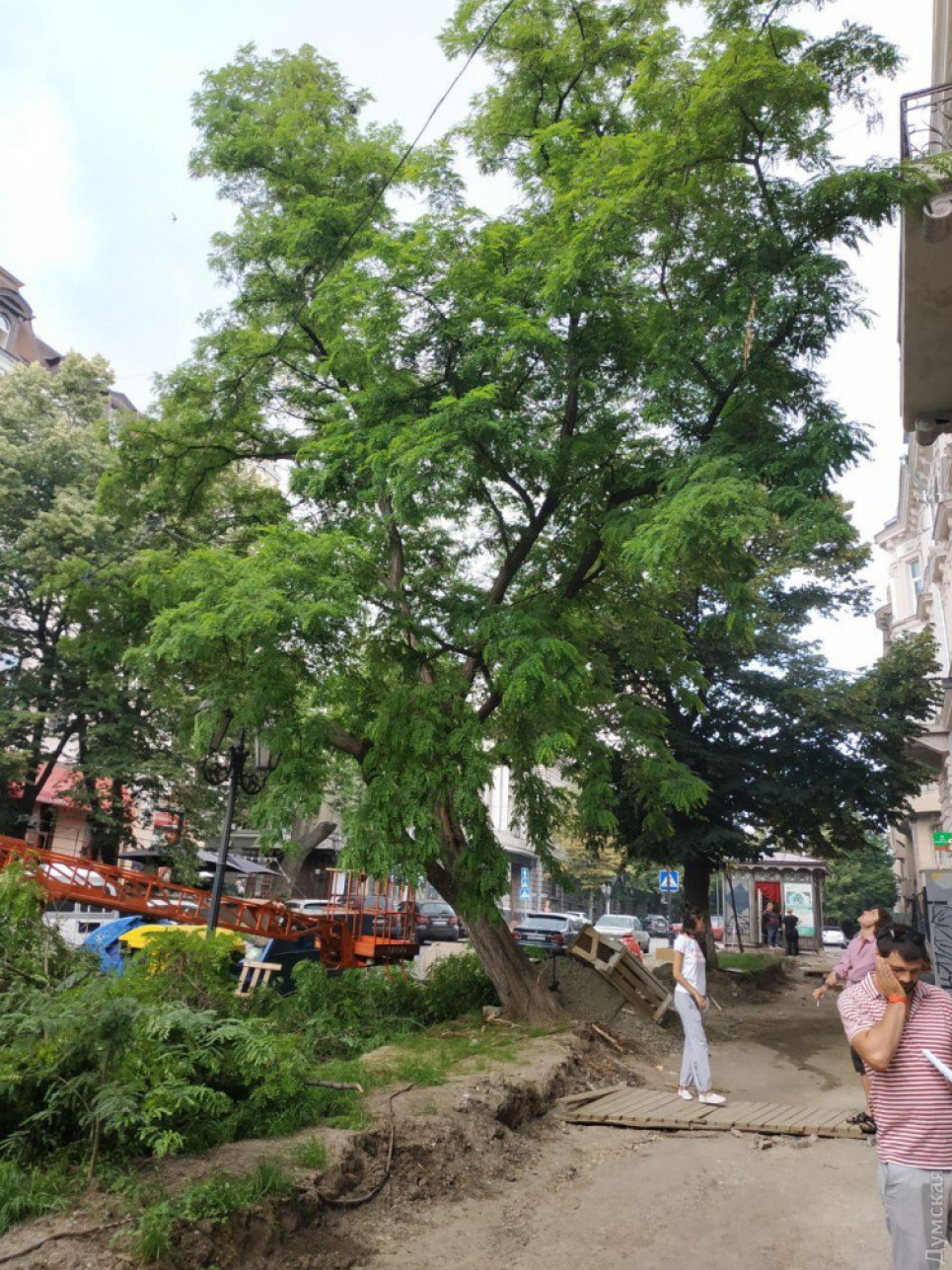 В Одесі намагалися порубати акацію, якій 450 років (фото) Фото Думская