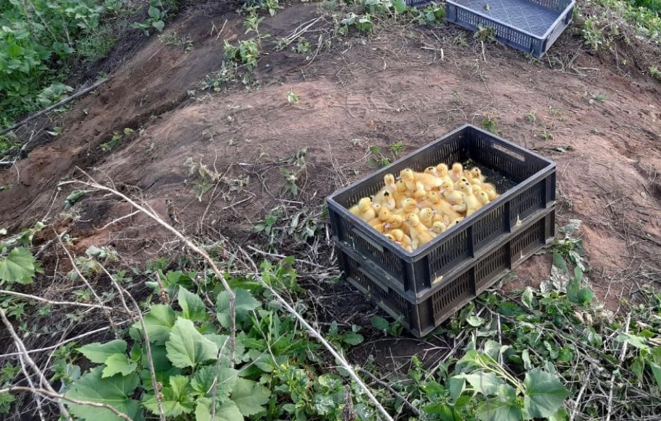 Прикордонники зупинили оборудку з "живим товаром": декілька сотень пташенят загинуло Фото: Державна прикордонна служба України
