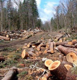 Незаконні вирубки скоротилися на 46 %