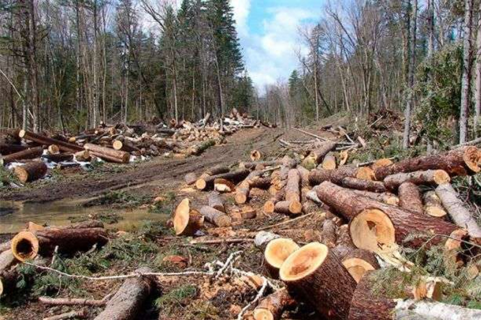Незаконні вирубки скоротилися на 46 %