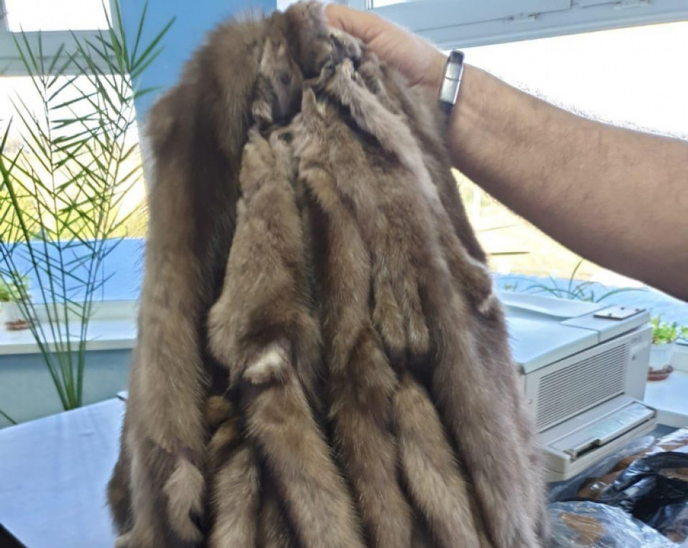 В автобусі «Афіни-Київ» знайшли контрабандне норкове хутро (фото) Фото: Думская