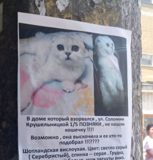Через 12 днів після вибуху у Києві серед руїн знайшли 2 кішок (відео, фото)