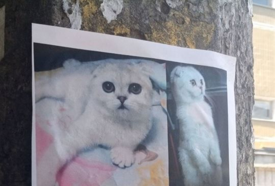Через 12 днів після вибуху у Києві серед руїн знайшли двох кішок (відео, фото)