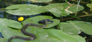 Водяний вуж (Natrix tessellata) з самцем бичка-кругляка (Neogobius melanostomus) у нерестовому забарвленні.
С. Шпаківка, Ізюмський район, Харківська область, 29 червня 2018 року. Фото Артема Зацепи у групі "Тваринний світ України"