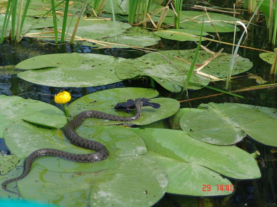 Водяний вуж (Natrix tessellata) з самцем бичка-кругляка (Neogobius melanostomus) у нерестовому забарвленні.
С. Шпаківка, Ізюмський район, Харківська область, 29 червня 2018 року. Фото Артема Зацепи у групі "Тваринний світ України"