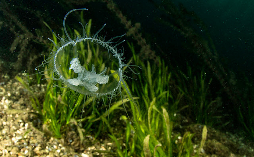 У Дніпрі помітили медуз (відео) Фото naturepl.com