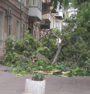 В Одесі шалений вітер травмує людей, валить дерева та підіймає пил (відео) Фото Думская