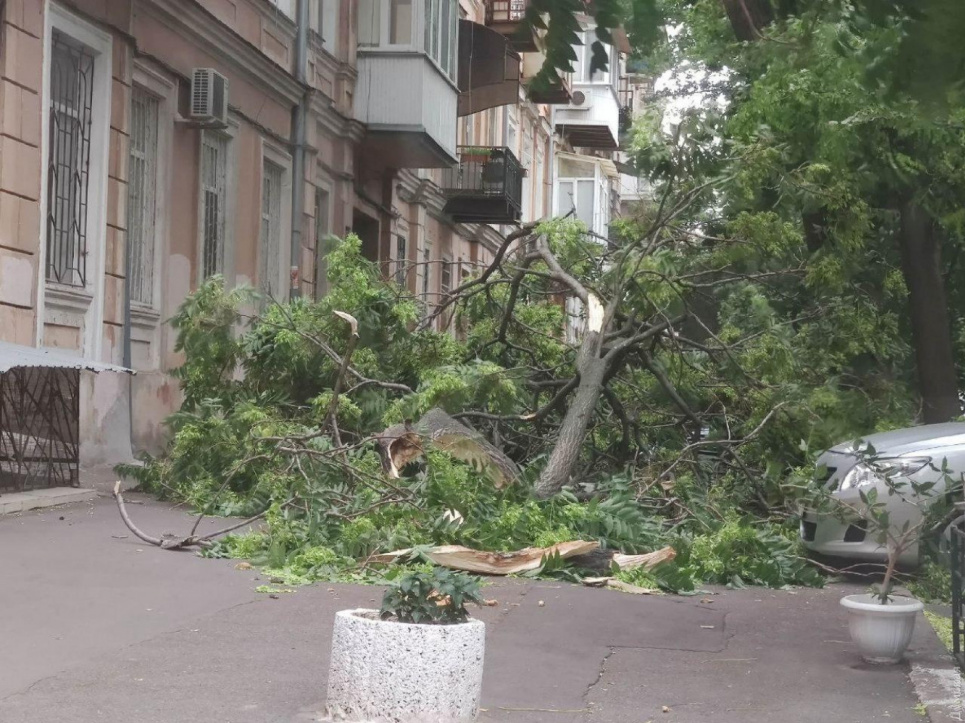 В Одесі шалений вітер травмує людей, валить дерева та підіймає пил (відео) Фото Думская