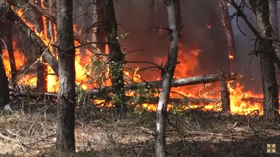 Горить ліс на Луганщині. Стоп-кадр з відео ДСНС