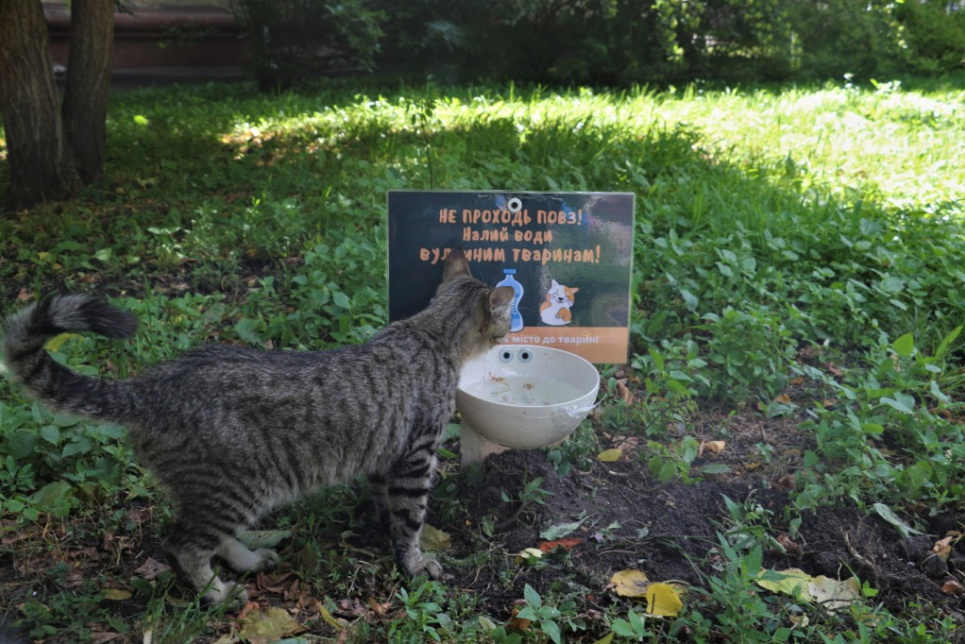 Порятунок від спеки: в Україні з'явилися вуличні поїлки для котів та собак (фото) Фото: Житомирська міська рада