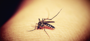 Малярійний комар 