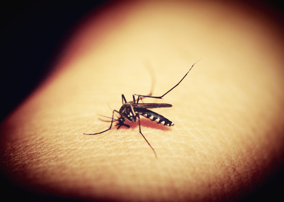 Малярийный комар 