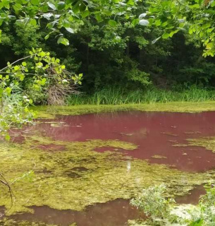 На Чернігівщині озеро стало рожевим (фото) Фото Валентина Пильник