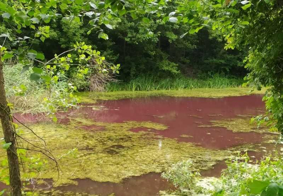 На Чернігівщині озеро стало рожевим (фото) Фото Валентина Пильник