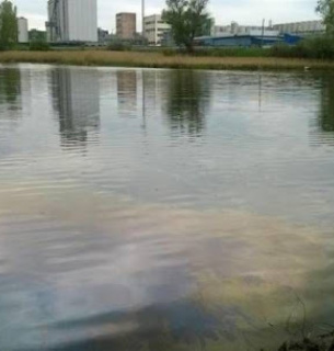Екологічна катастрофа на столичному озері: у воді по коліна мазуту