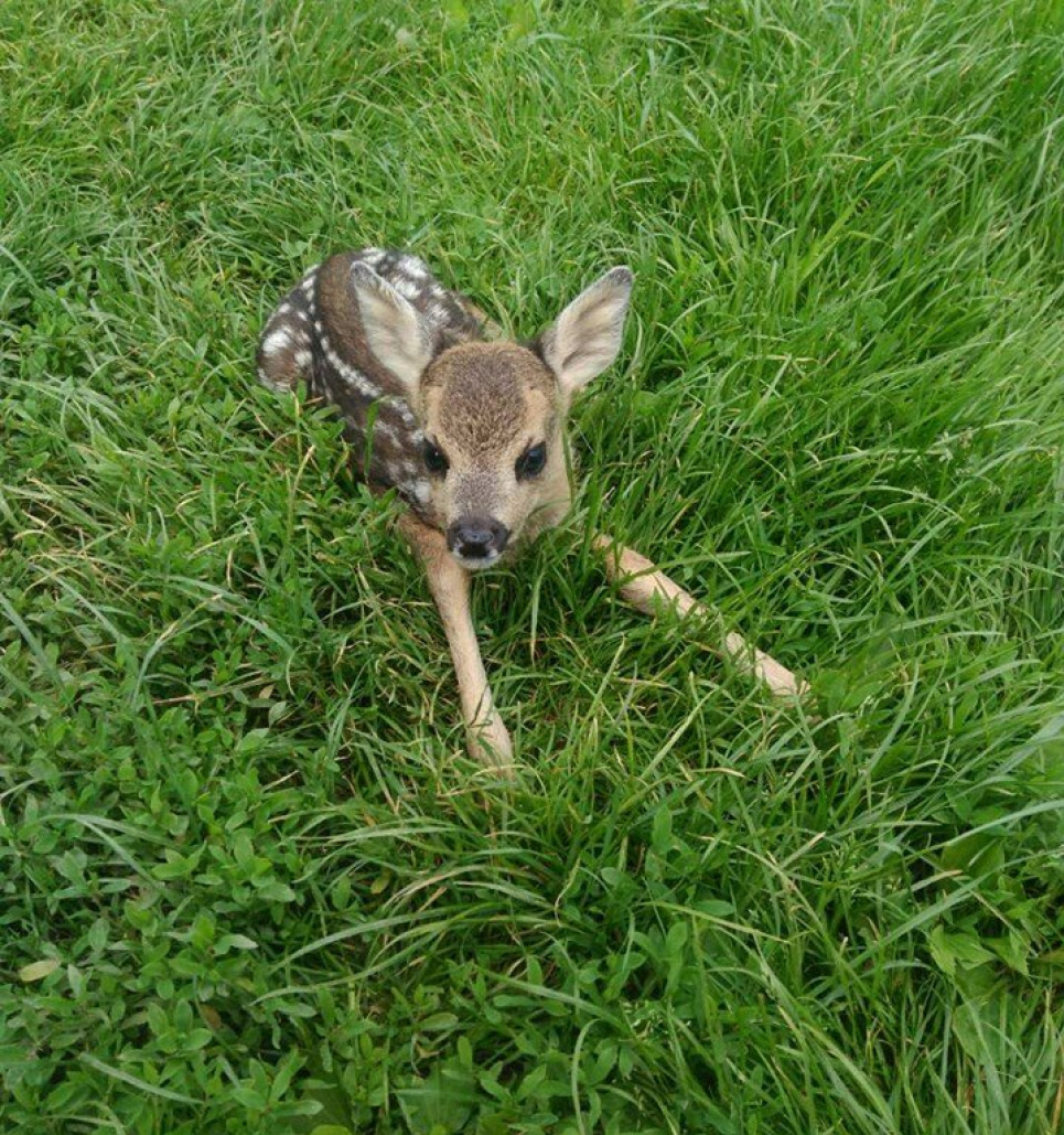 В зоопарке женщина залезла в вольер и навредила животным Фото — myslyvets.com.ua