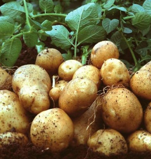 Держкоштом можуть почати підтримувати фермерів картоплярів Фото agro-yug.com.ua