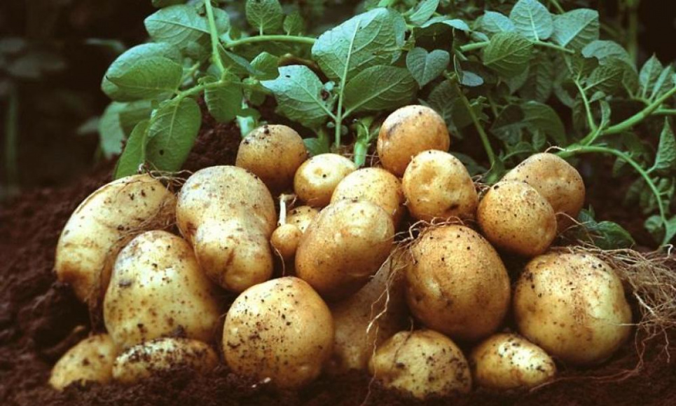 Держкоштом можуть почати підтримувати фермерів картоплярів Фото agro-yug.com.ua