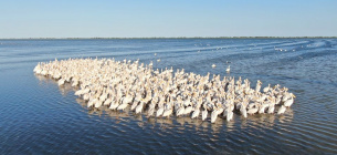 Пеликаны в Тузловских лиманах. Фото Ивана Русева 