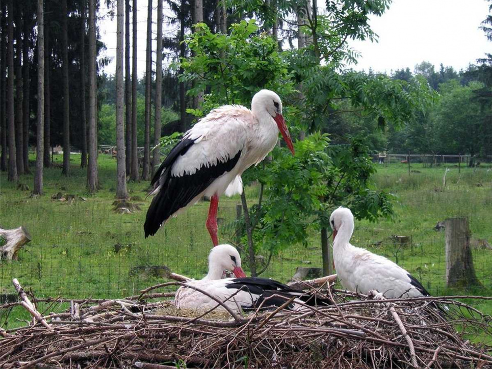 На Кіровоградщині врятували пташеня лелеки (фото) Фото babychild.org