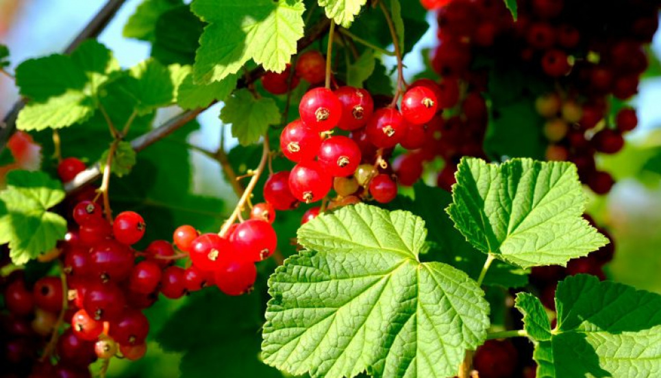 Не выбрасывайте кофейную гущу: это ценное удобрение для смородины  Ценное удобрение для смородины