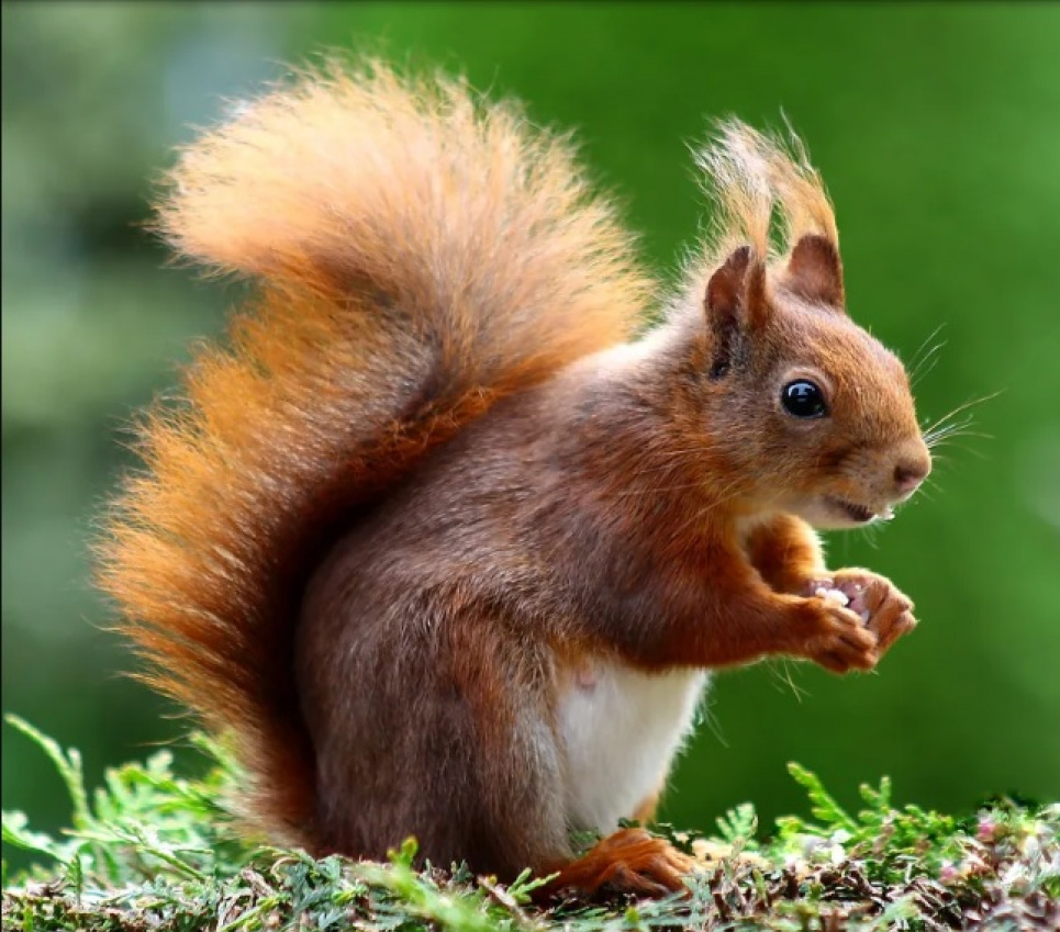 Епідеміолог: інформація про білочку, хвору на бубонну чуму, є фейком