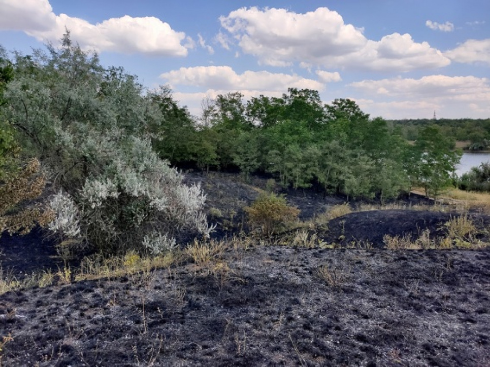 На Миколаївщині вигорів гектар лісу та загинули тварини (фото)