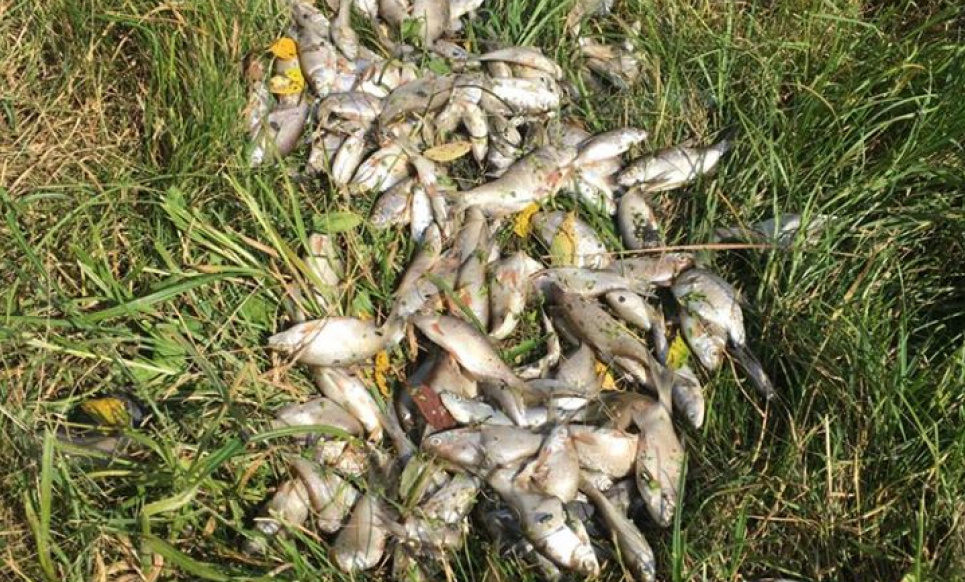 На Полесье обнаружили мертвую рыбу в реке Фото: ГЭИ Полесского округа