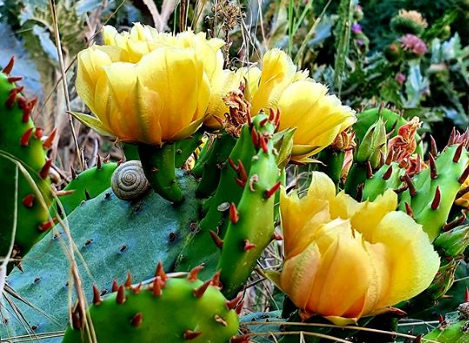 У східній столиці України на вулиці цвіте екзотика (фото) Фото з facebook ТипичнОЕ ХТЗ