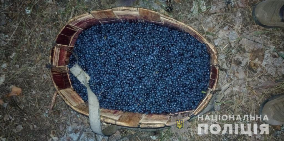 На заготівлю чорниці - ліміт, порушникам загрожує адміністративна відповідальність