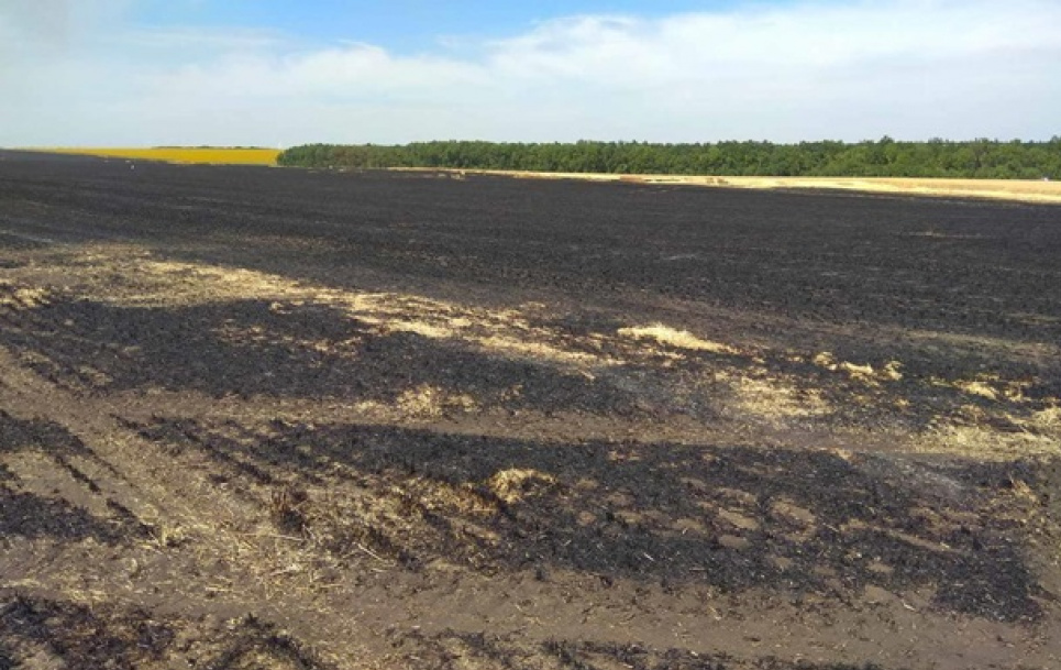 На Луганщині згоріло 40 га пшеничного поля (фото)