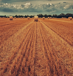 Аграрії України намолотили понад 40 мільйонів тонн зернових Фото ілюстративне, My pictures are CC0. When doing composings / Pixabay