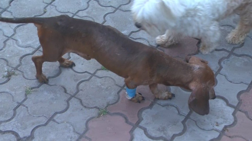 В Запорожье из окна выбросили таксу (видео)