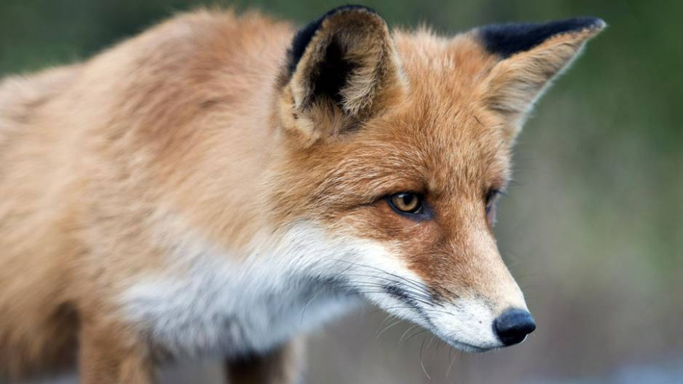 Лисиця поцупила в людей 100 шльопанців та капців (фото)