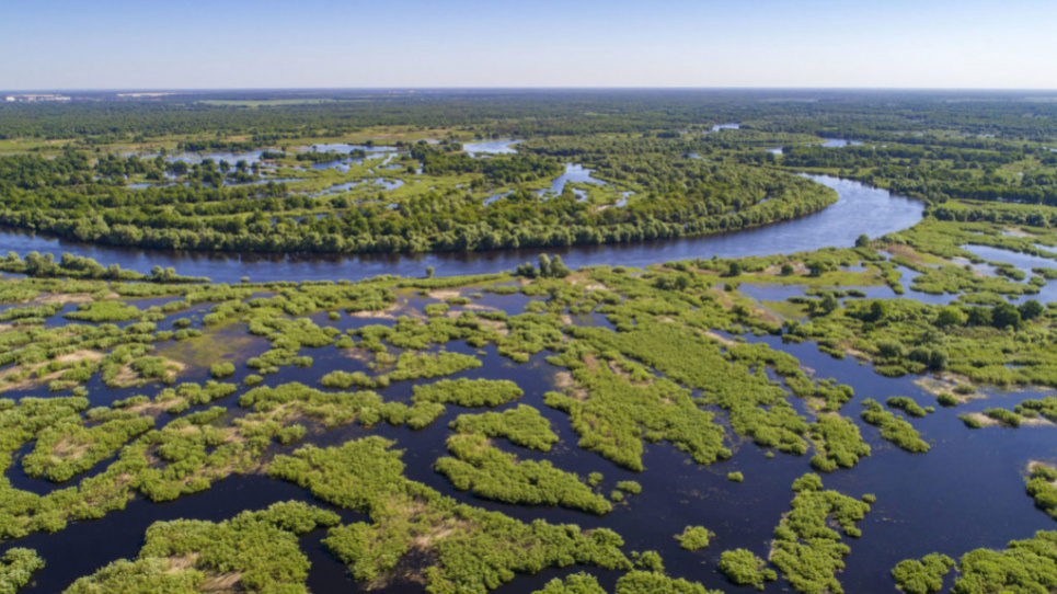 Прип’ять - унікальна дика річка. Фото з сайту https://savepolesia.org/(© Daniel Rosengren / FZS)