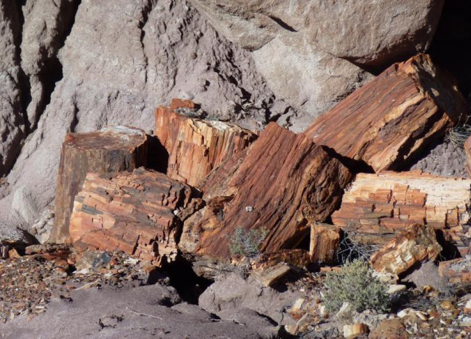 Вчені знайшли дерево, якому 110 мільйонів років