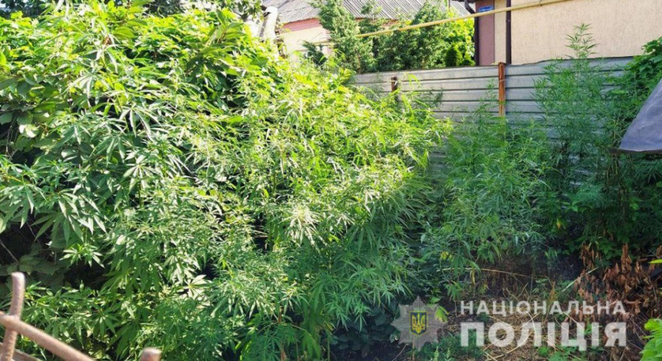 На Донбасі затримали “наркоаграрія”(фото)