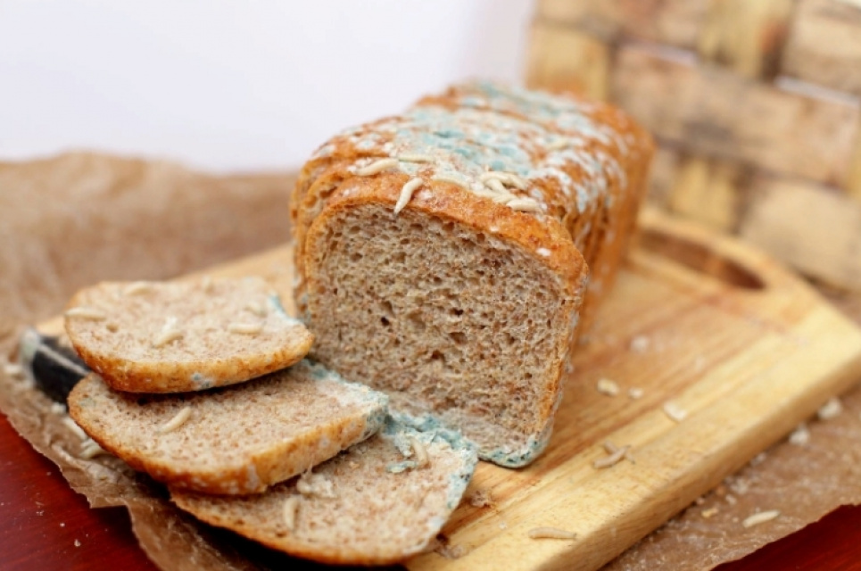 Якщо хліб улітку цвіте, це нормально – експерт