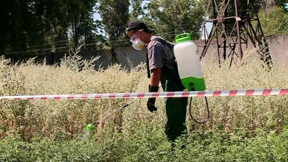 В Днепре тестируют смертельный коктейль для амброзии