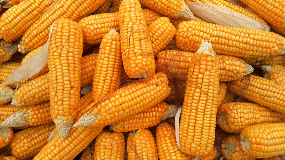 Абсолютний рекорд для України може встановити урожай кукурудзи pixabay